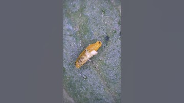 Leaf Miner under microscope 🌿 🐝 #shorts #zoom #pests