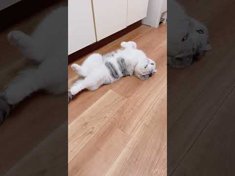 何にも悪い事してないよ？？遊んで食べて寝てちゃダメ？ = ˘ ㅎ ⋏ ㅎ ˘ = #shorts #cat #三毛猫 #猫のいる暮らし #スコティッシュフォールド #猫
