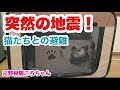 突然の地震！津波警報！猫たちと避難！元野良猫ころちゃん