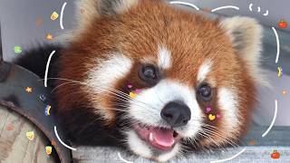 Baby Red Panda s Olympic Training Starts Now