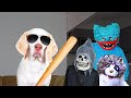 Worlds cutest assassin pt 2 funny dog maymo fight scene compilation