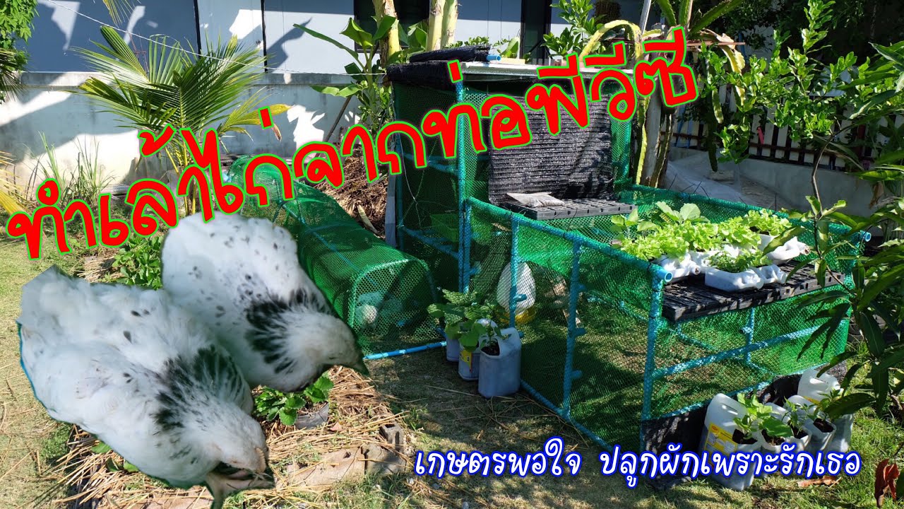 ทำเล้าไก่จากท่อพีวีซี