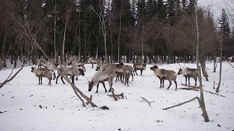 Arctic Crashes- Arctic Crashes: People and Animals...