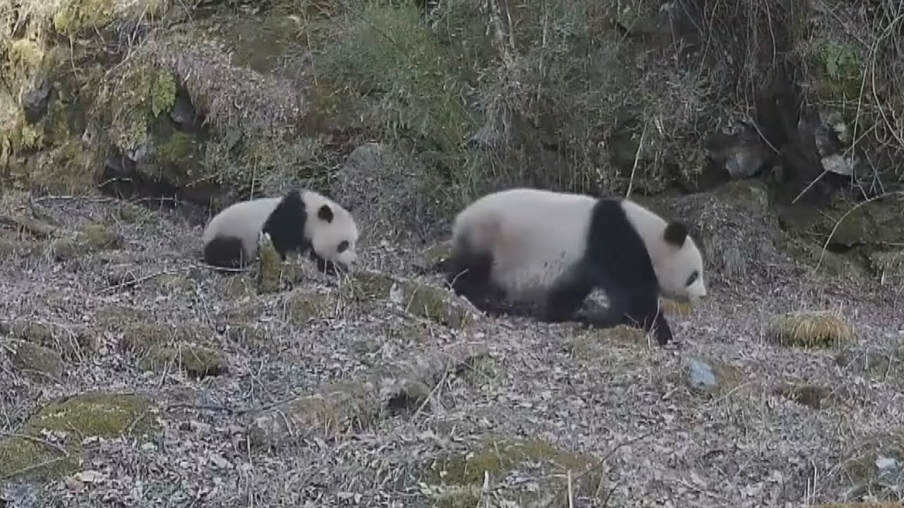 Panda merkt nicht, dass sie Zwillinge hat! | BBC Earth