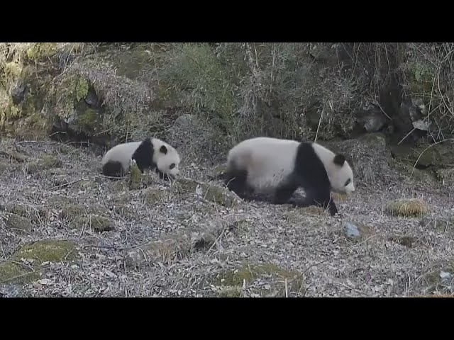 Brown Giant Pandas Seen for 1st Time in 6 Years class=