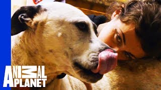 Phantom's Rescue Story: Will The Team Catch This Evasive Pit Bull? | Pit Bulls & Parolees