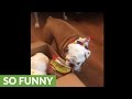 Birthday boy bulldog struggles to play with gifts in peace