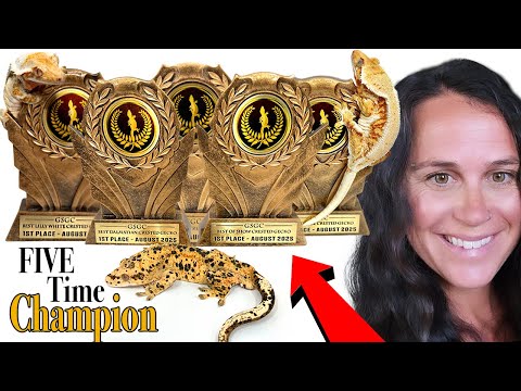 How Giulianas Geckos Won 5 Gold Standard Titles!