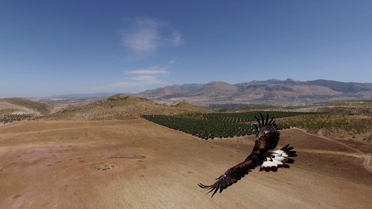 Eagle Vs Drone 