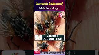 మొగల్తూరు తీరప్రాంతంలో విషపు ఈగల పుట్టలు | #sumantveluru #eluru #todayshorts