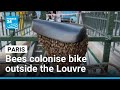 Social media abuzz as bees colonise bike outside the Louvre Museum • FRANCE 24 English