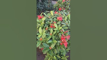 Bán cây mẫu đơn ta gốc to thoát thân đẹp 0977973535