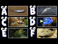 Learn Fish A–Z 🐟 | Kids Alphabet Phonics + Ocean Animals
