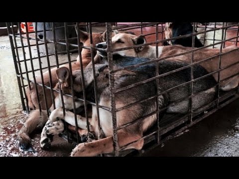 Video: Omul salvează câine în sac de plastic legat de Festivalul Yulin