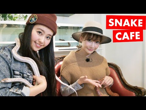 Video: Tokio's Snake Cafe Služi Za Ljubitelje Gmazova