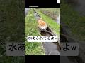 爆笑‼️水の流れを完全封鎖する柴犬😂　#柴犬　#犬　#かわいい犬 #犬のいる暮らし #面白い
