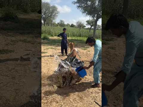 الجمل لما رش ينا عليه الماء من الوراء قفز قفزة مجنونة