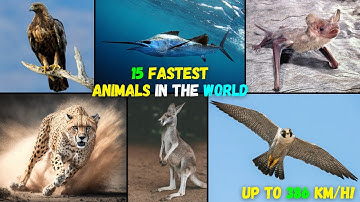 15 Fastest Animals In The World