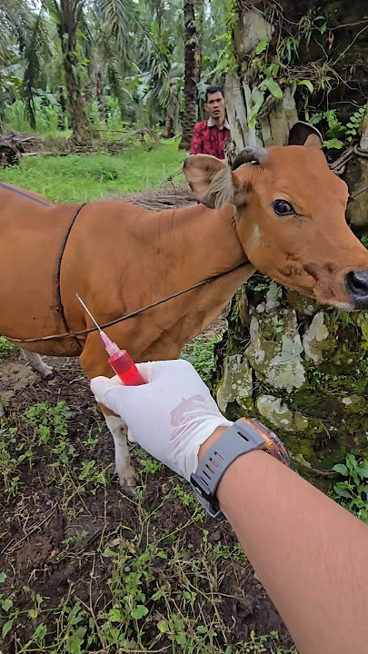 Penyuntikan vitamin pada sapi bali liar #viralshorts #fyp
