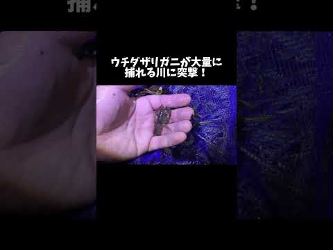 ウチダザリガニが大量に捕れる川に突撃！ #shorts