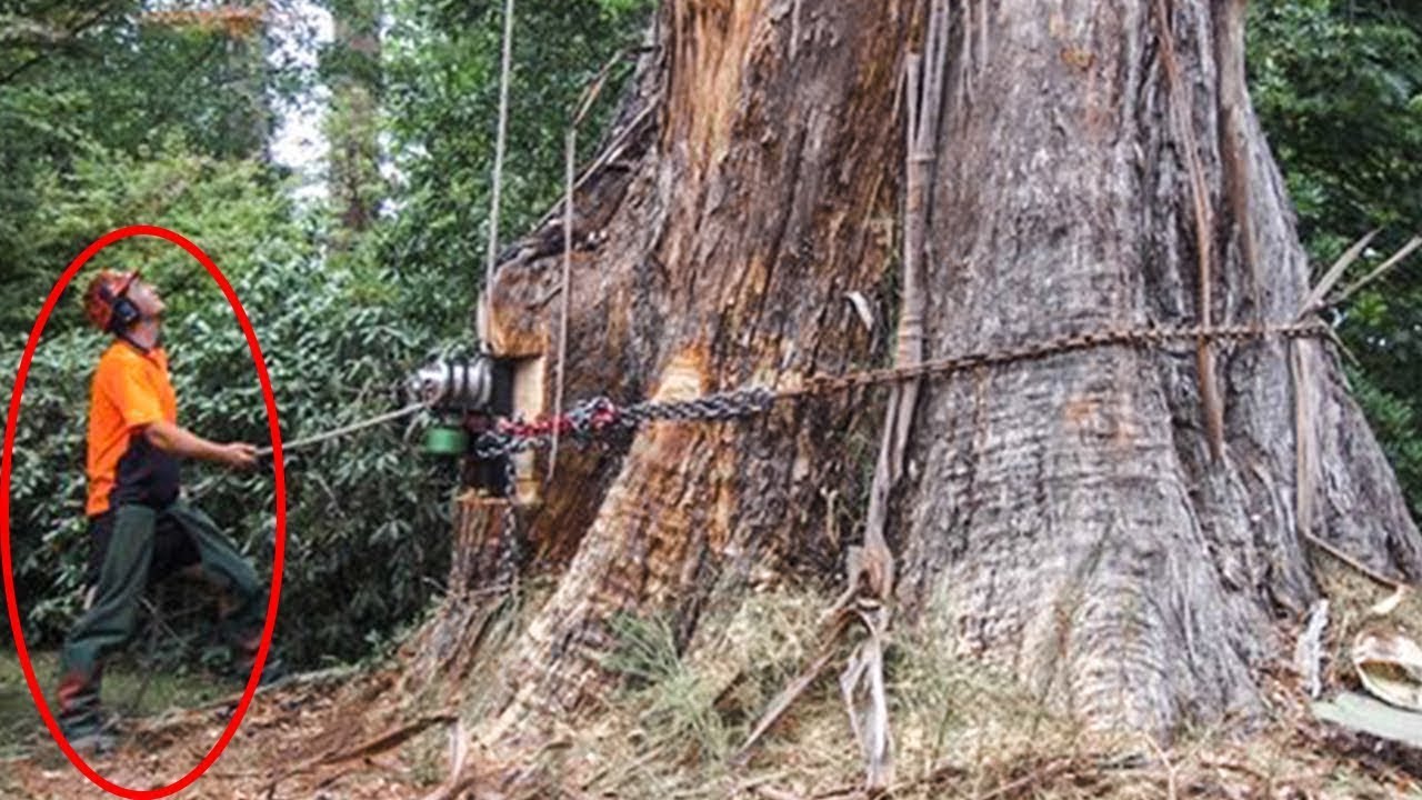 Dangerous Cutting Down Fast Tree Giant, Heavy Big Wood Felling Chainsaw ...
