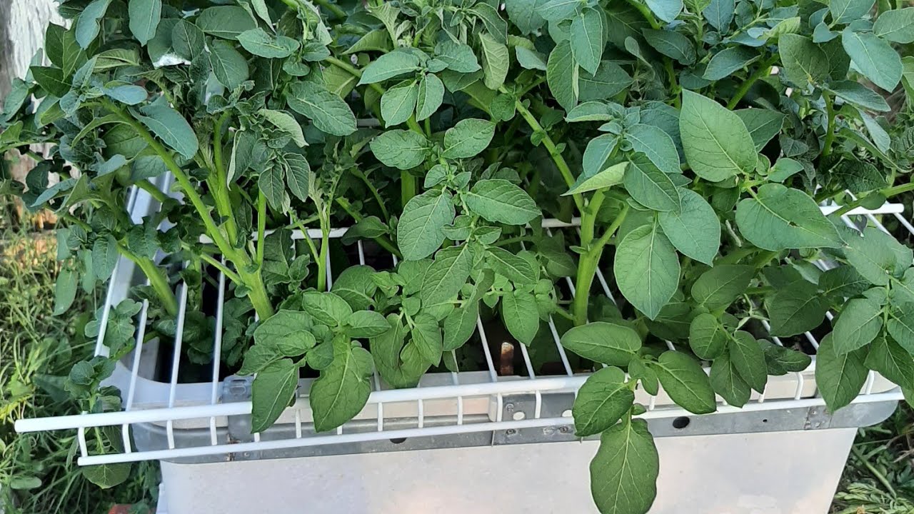 potatoes growing in a dishwasher. YouTube
