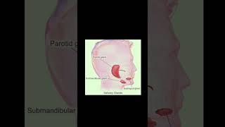 Types Of Salivary Glands