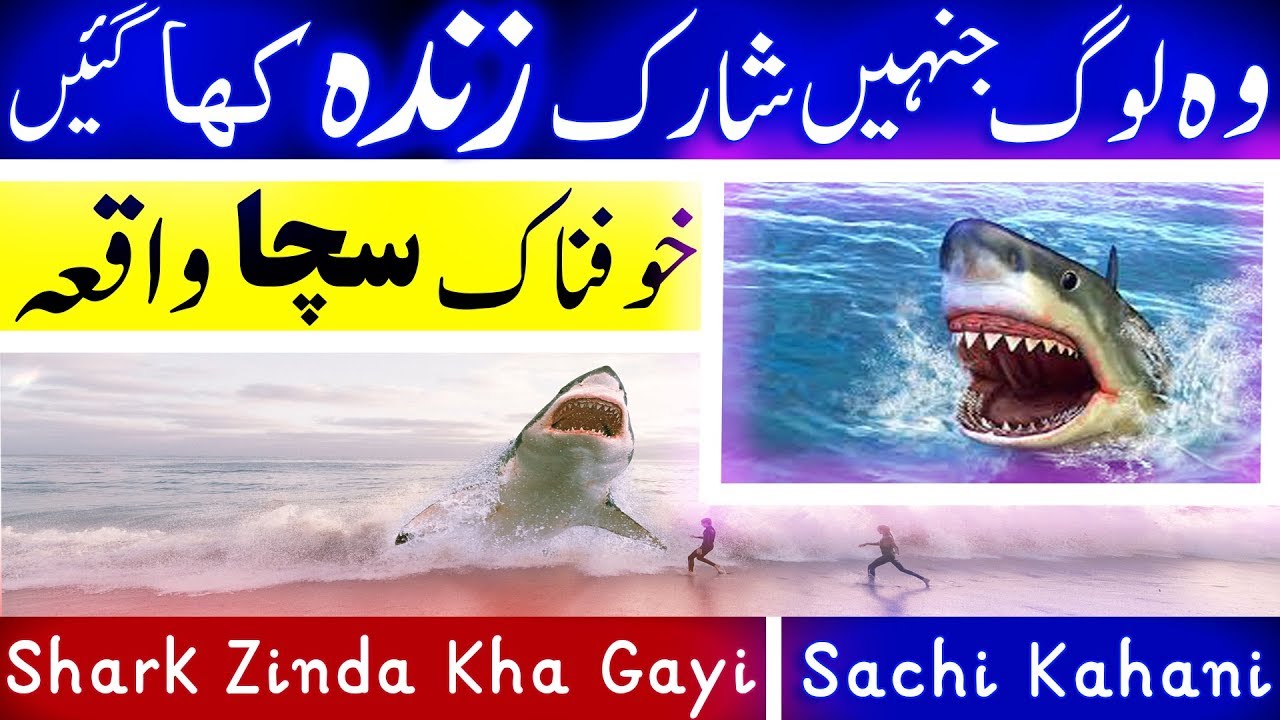 short essay on shark in urdu