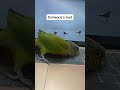 birds being adorable