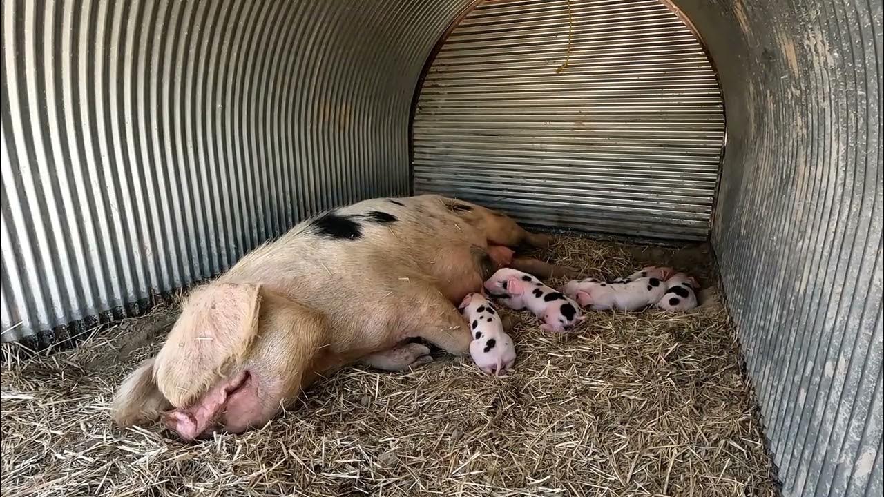 Our First Litter of Piglets!! YouTube