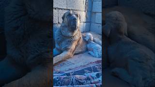 Spear Got Angry Mızrak Sinirlendi Resimi