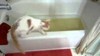 Turkish Van Kitten Zeki Water is Fascinating!  2010 by 004irishelf 17,785 views 12 years ago 4 minutes