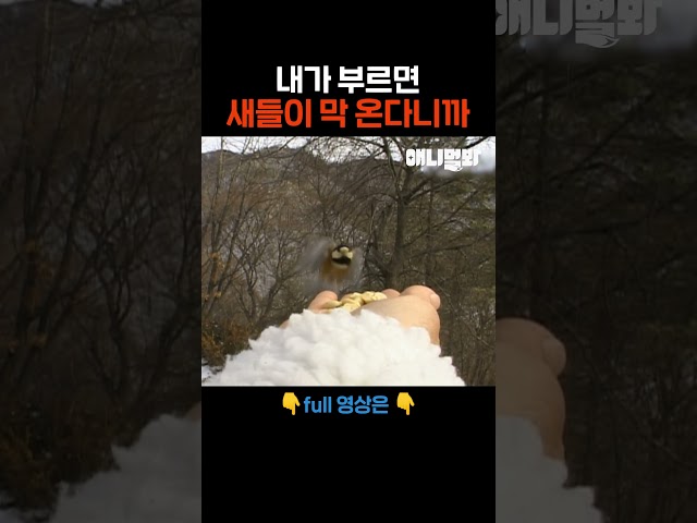 오이데 산새들~ #애니멀봐 #shorts
