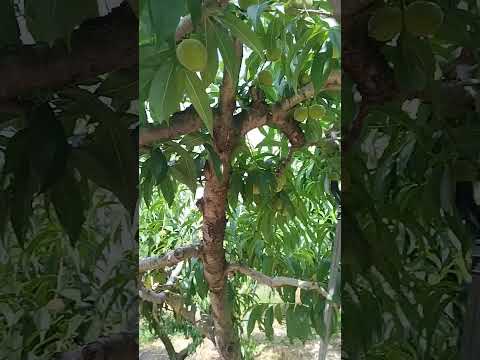 Boksunga - IU (Instrumental \u0026 Lyrics)