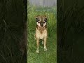 My gold fish died!!! | Wolfquest AE meme!