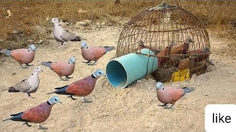 Creative DIY Wild Bird Trap Using Pen Bird To Catch Bird#trapmaking #birdstrap #catchbirds