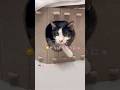 出るー！嫌われたかと思った…優しい先生の愛猫れいちゃん【愛猫れいちゃん】#cat #猫 #保護猫 #shorts