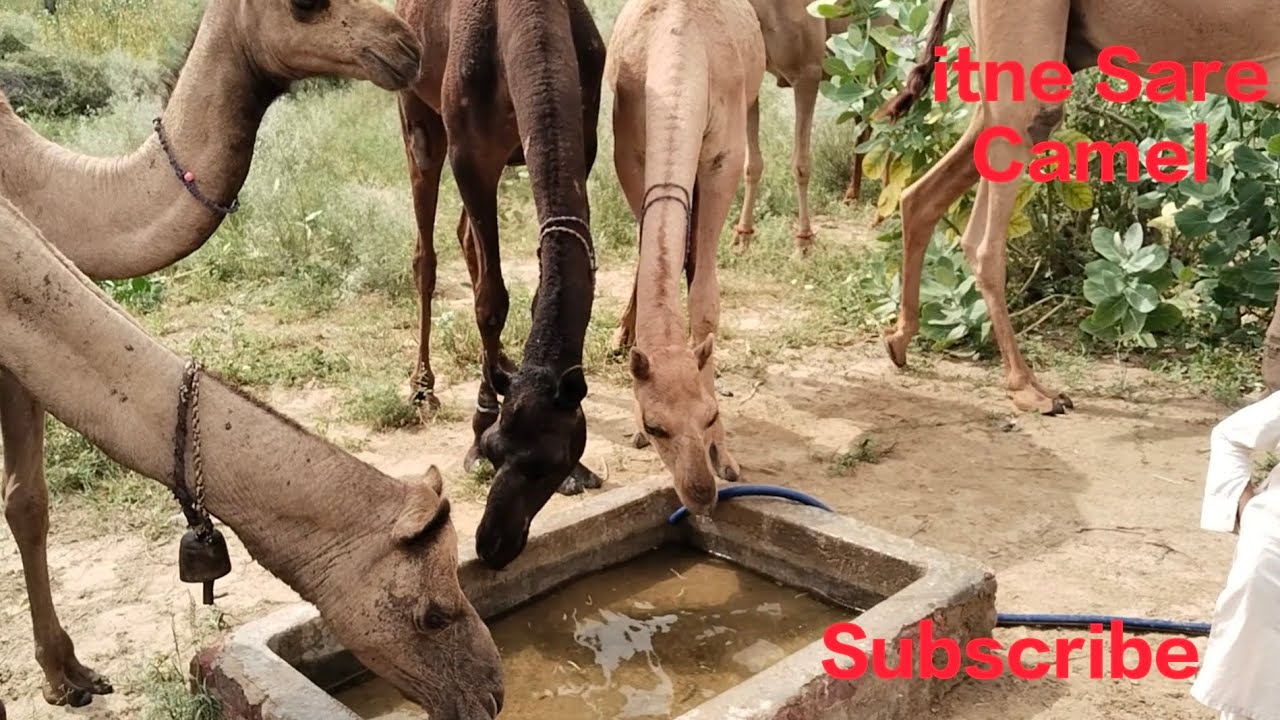 الجمل الغاضب يتحول إلى نجم الكوميديا بعد هذا الموقف الطريف أمام الكاميرا