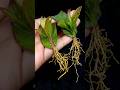 How to Grow Guava Tree from Cutting Guava Leaf With Grape Fruits In A Aloe Vera