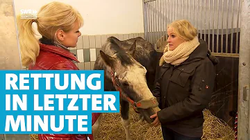 Wie sieht ein zufriedenes Pferd aus?