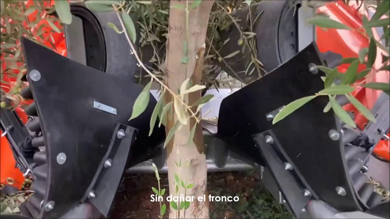 Paraguas recolector delantero de aceitunas en campaña 2020-2021 (Agromelca VM00-XT10)