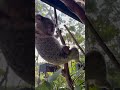 Koala Joey Takes First Breath | Australian Reptile Park