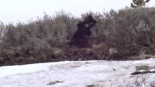 Two Grizzly Cubs Wrestling Next to Mama Bear by People and Carnivores 137 views 2 years ago 35 seconds