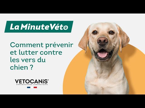 Vidéo: Comment prévenir et traiter les vers chien