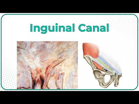Inguinal Canal — Cadaveric Anatomy 🦴 Walls, Rings, Spermatic Cord/ROUND Ligament | USMLE Step 1