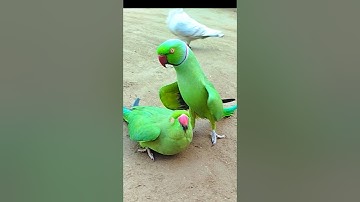 Parrot Jora Ringneck Show Male Female #shorts #fantasticparrot