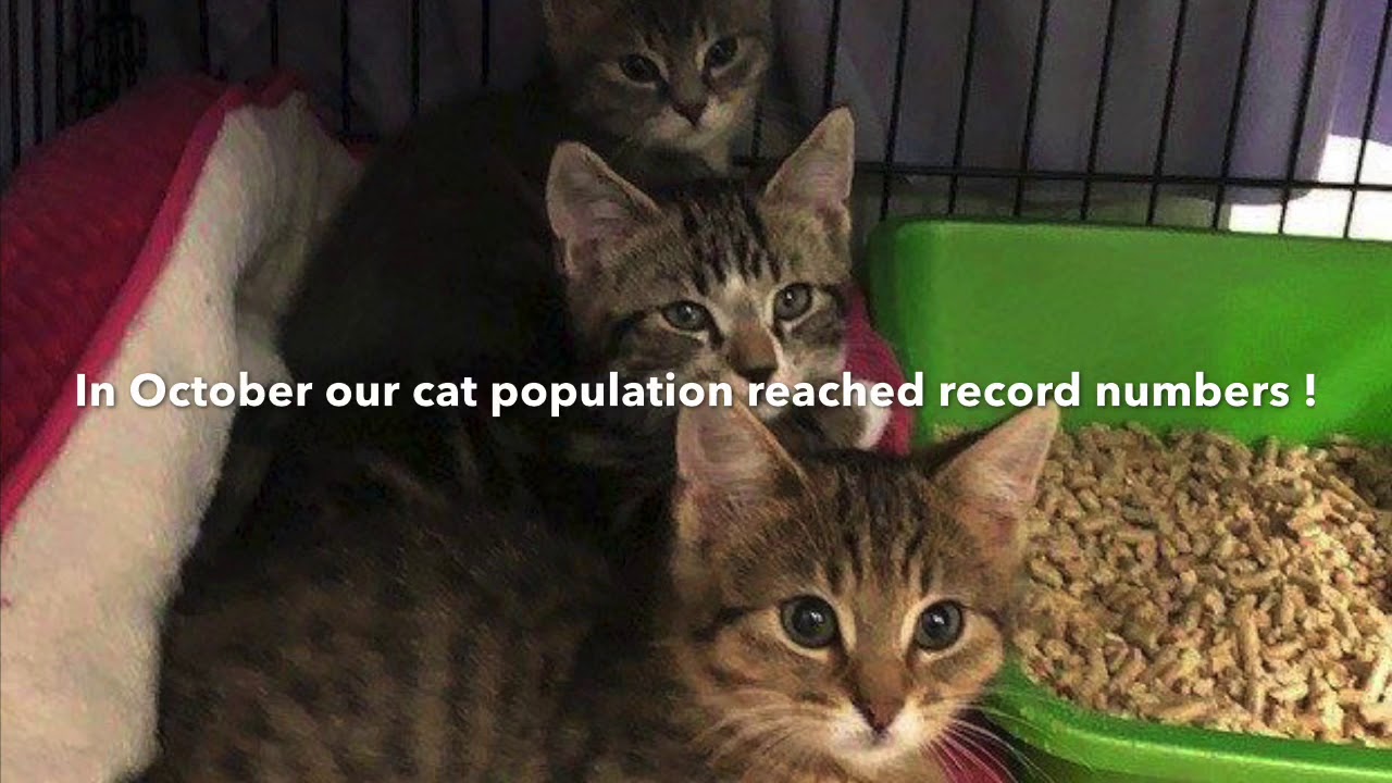 Pope Memorial SPCA behind the scenes tour...