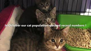 Pope Memorial SPCA behind the scenes tour...