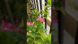 Where flowers bloom, so does hope.#flowers #gardenflowers #garden #gardening #homegarden