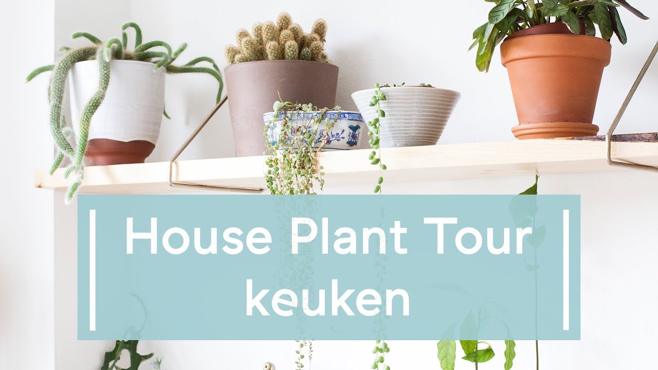 House Plant Tour 2019: keuken
